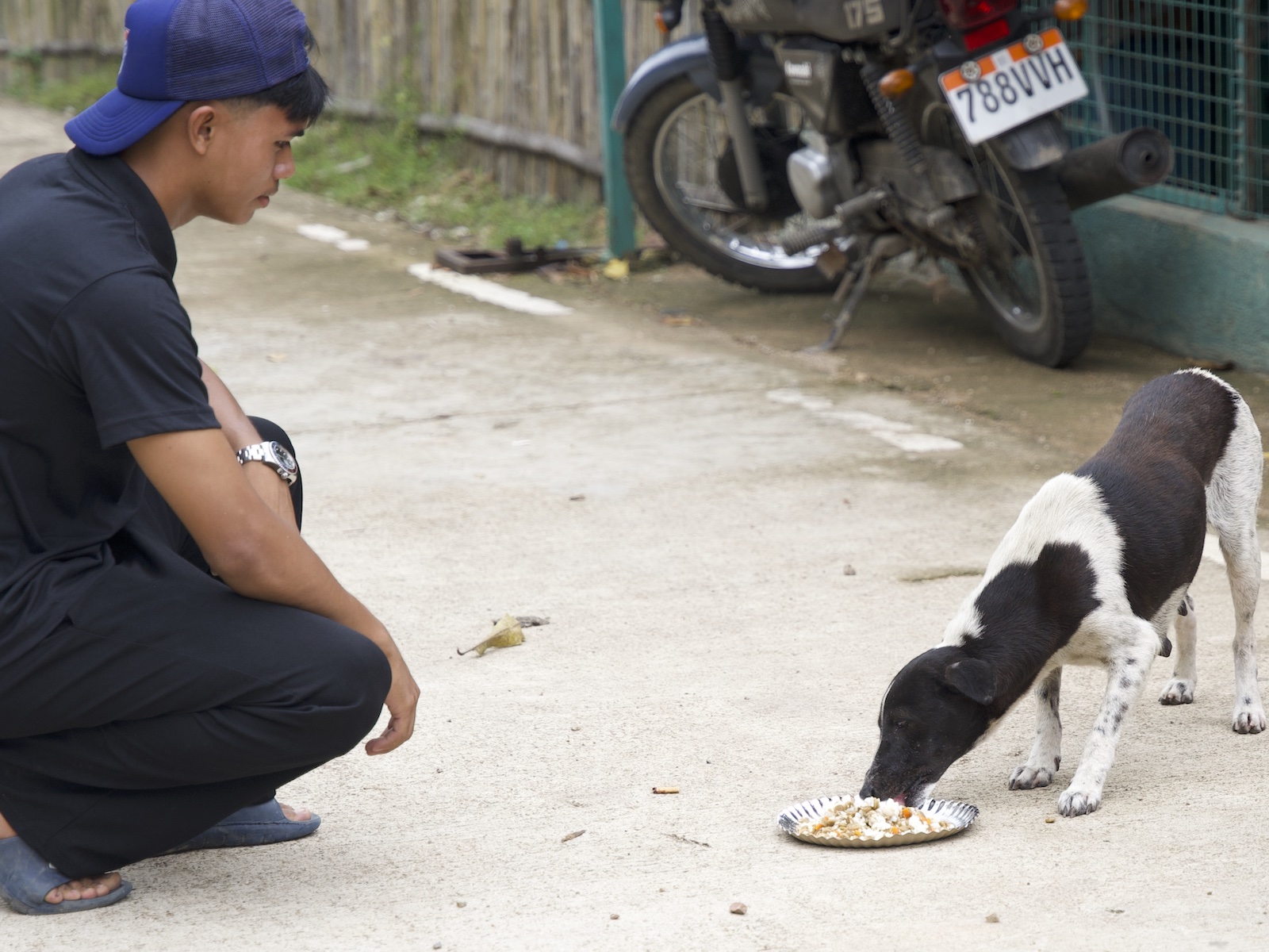 Stray Feeding Program